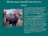 Животные нашей местности. Лось. Среди оленей это самое крупное животное. Рост его достигает 235 см, масса - почти 600 кг. Особенно внушительно выглядит старый самец, украшенный большими рогами-лопатами. В Сибири лося часто называют сохатым. Он огромный, нескладный), горбатый, голова большая, уродлив