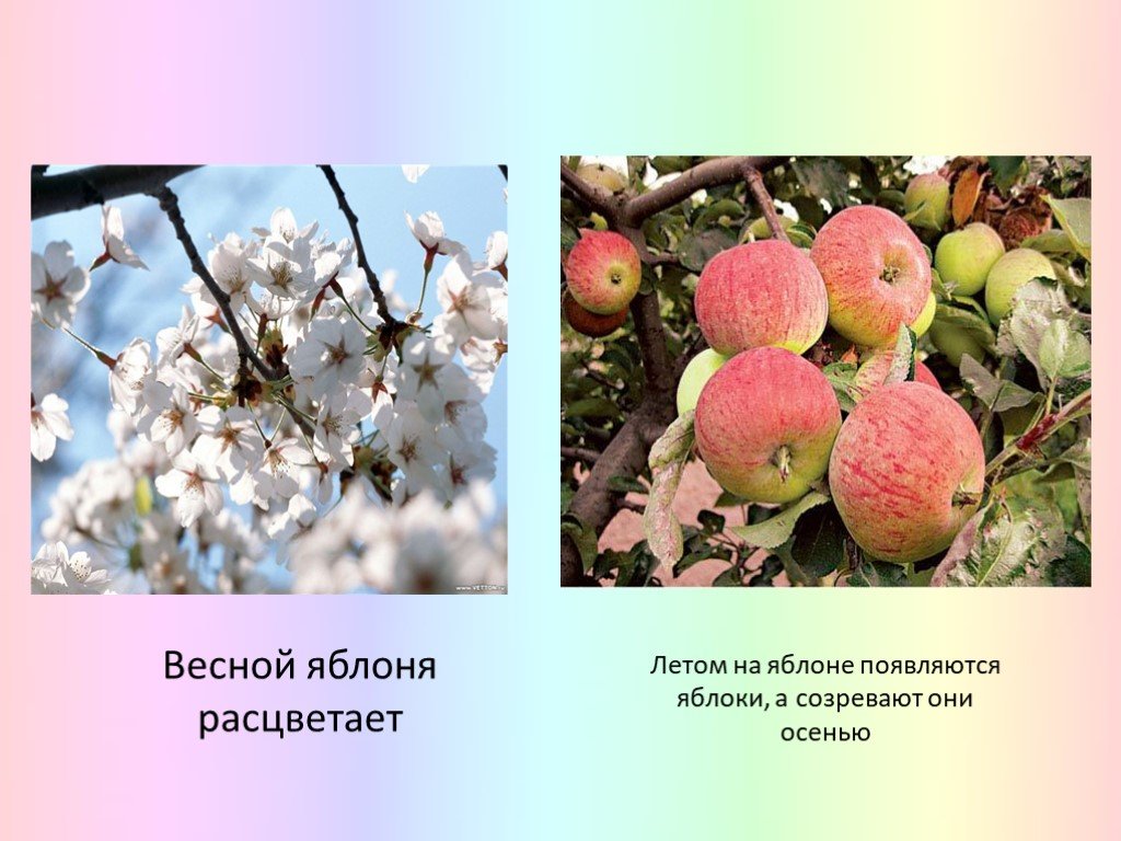 Яблоня какой класс. Яблоня для презентации. Яблоня окружающий мир. Яблоня описание дерева. Проект про яблоню.
