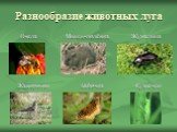 Разнообразие животных луга. Пчела Мышь-полёвка Жужелица Жаворонок Бабочка Кузнечик