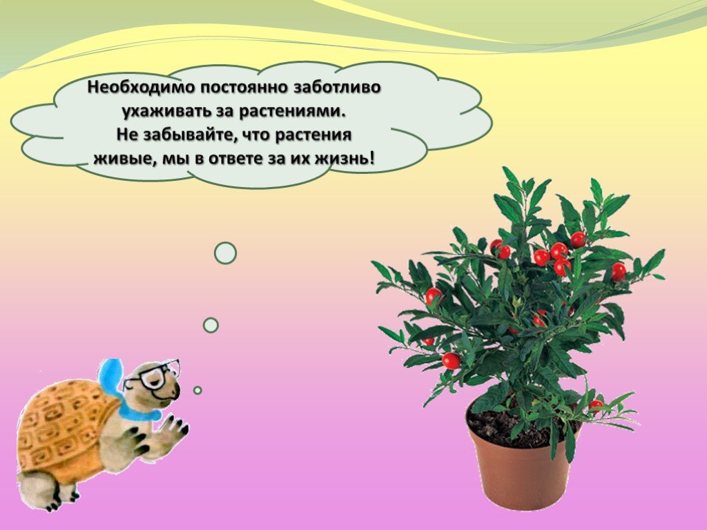 Какое первое растение. Жить растение. Презентация как живут растения. Как живут растения презентация 1. Как живут растения 1 класс.
