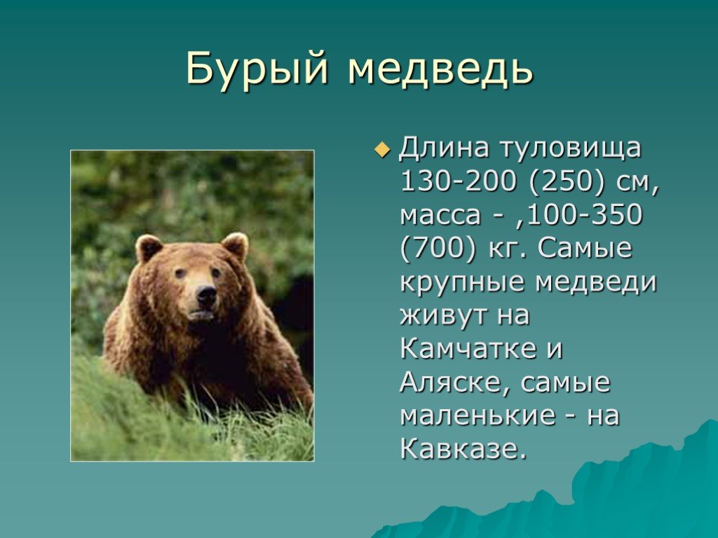 В какой природной зоне встречается медведь. Бурый медведь описание. Бурый медведь доклад. Рассказ о медведе. Медведь для презентации.