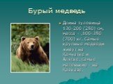 Бурый медведь. Длина туловища 130-200 (250) см, масса - ,100-350 (700) кг. Самые крупные медведи живут на Камчатке и Аляске, самые маленькие - на Кавказе.