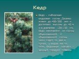 Кедр. Кедр - сибирская кедровая сосна. Дерево живет до 400-500 лет и достигает высоты до 40 м и в диаметре 120-150 см. Кедр отличается от сосны обыкновенной. У обыкновенной сосны хвои сидят по две в пучке, у кедра же по пяти. Кедровые орешки - ценный продукт питания