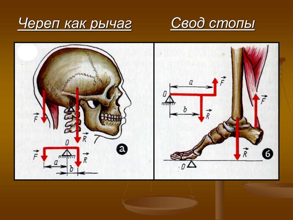 Рычаги в теле человека картинки