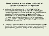 Какие мышцы испытывают нагрузку во время отжимания на брусьях? Большая грудная мышца. Это крупная, толстая, веерообразная мышца всей верхней части грудной клетки и формирующая переднюю стеку подмышечной впадины. Грудная мышцы приводит в действие плечевую кость, поворачивает ее внутрь в плечевом суст