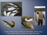 В реках и озёрах водится 42 вида рыб. Это стерлядь, нельма, муксун, пелядь, налим, щука, язь, плотва, лещ, окунь, ёрш, карась.