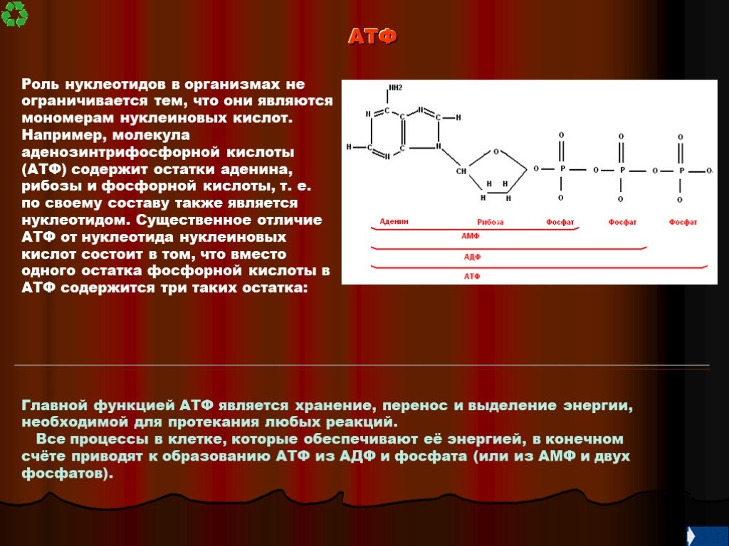Нуклеиновые кислоты витамины. АТФ мономер нуклеиновых кислот. Нуклеиновые кислоты АТФ биологическая роль. Строение мономера АТФ. Структура полинуклеотидных цепей АТФ.