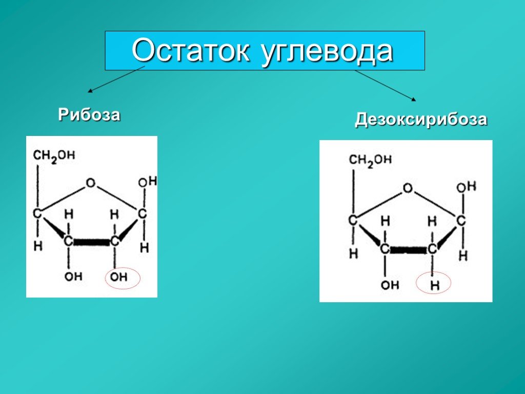 Рибоза рисунок. Структура углеводов дезоксирибоза. Циклическая дезоксирибоза. Дезоксирибоза формула структурная и циклическая. Структура дезоксирибоза.