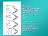 В следствии внутримолекулярных химических связей, цепочка РНК принимает форму спирали. Т.О. молекула РНК состоит из одной спиралевидной полинуклеотидной молекулы.