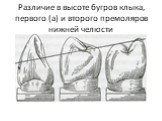 Различие в высоте бугров клыка, первого (а) и второго премоляров нижней челюсти