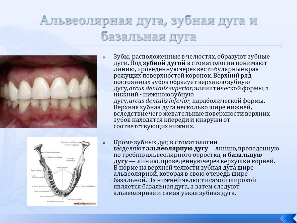 Какое расстояние между зубами. Зубная дуга нижней челюсти анатомия. Дуги нижней челюсти зубная альвеолярная. Базальная дуга нижней челюсти. Зубная альвеолярная и базальная дуги.