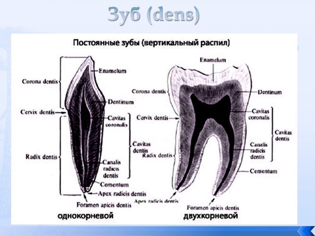 Как называются корни зубов. Верхняя семерка зуб строение. Анатомическое строение зуба человека. Строение зуба верхний моляр.