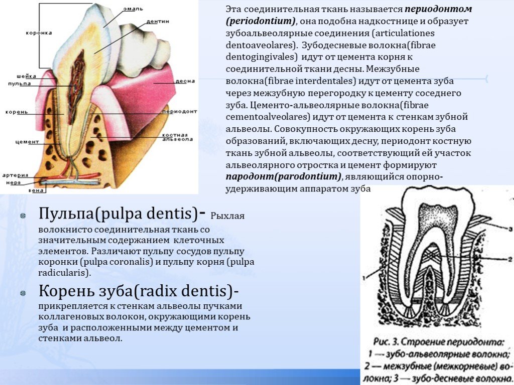 Зубной на латыни. Строение надкостницы челюсти. Волокна соединительной ткани период. Соединительная ткань зуба.