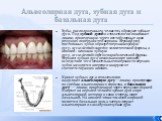 Альвеолярная дуга, зубная дуга и базальная дуга. Зубы, расположенные в челюстях, образуют зубные дуги. Под зубной дугой в стоматологии понимают линию, проведенную через вестибулярные края режущих поверхностей коронок. Верхний ряд постоянных зубов образует верхнюю зубную дугу, arcus dentalis superior