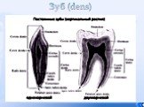 Зуб (dens)