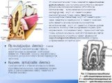 Пульпа(pulpa dentis)- Рыхлая волокнисто соединительная ткань со значительным содержанием клеточных элементов. Различают пульпу сосудов пульпу коронки (pulpa coronalis) и пульпу корня (pulpa radicularis). Корень зуба(radix dentis)- прикрепляется к стенкам альвеолы пучками коллагеновых волокон, окружа