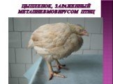 Цыпленок, зараженный метапневмовирусом птиц