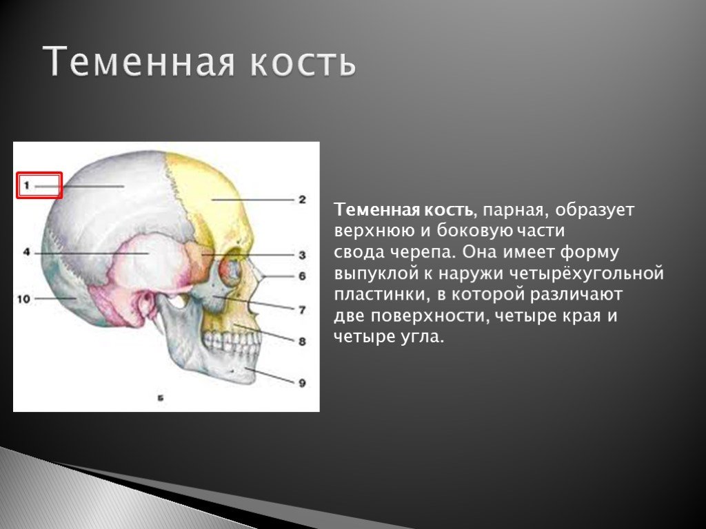 Парным костям черепа являются. Отделы теменной кости. Парные теменные кости. Теменная часть черепа.