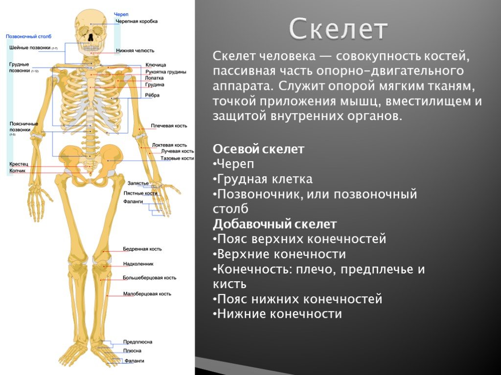 Три отдела кости. Осевой скелет человека анатомия. Осевой и добавочный скелет человека анатомия. Осевой скелет человека (череп, позвоночник, грудная клетка). Осевой скелет части их строение.