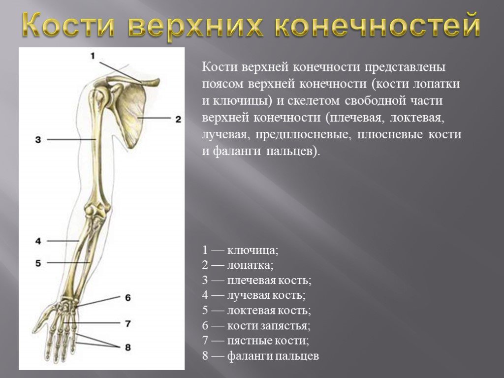 Скелет пояса свободной верхней конечности. Кости верхней конечности правой вид спереди. Лопатка ключица плечевая кость анатомия. Кости скелета верхней конечности.
