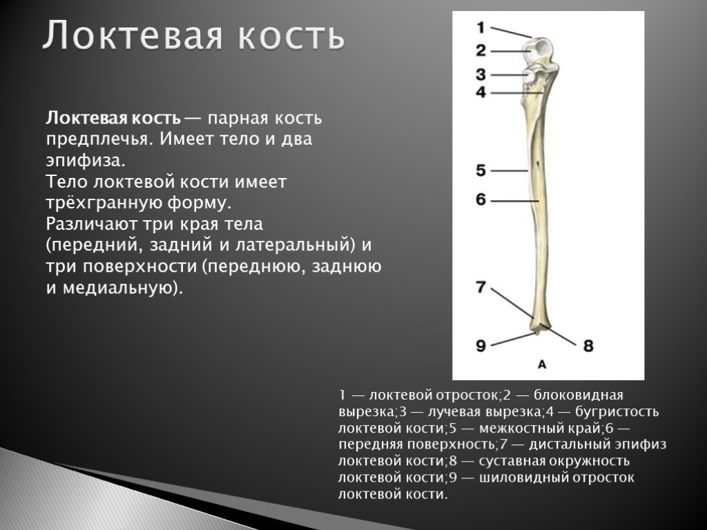 Предплечье на скелете. Локтевая кость блоковидная вырезка. Локтевая кость локтевой отросток. Локтевая кость анатомия человека строение. Дистальный эпифиз лучевой кости.
