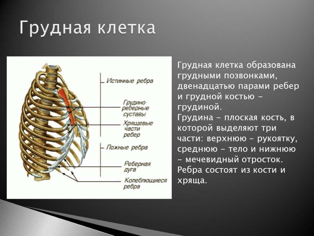 Ребро тип соединения. Скелет грудной клетки человека с названием костей. Строение клетки скелет. Грудная клетка и легкие человека строение. Грудная клетка и орагнычеловека строение.