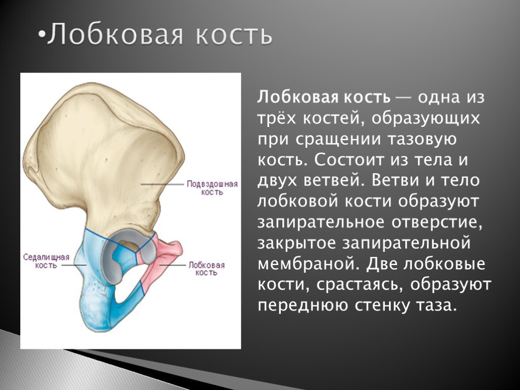 Лобковая область мужчины. Лобковая кость. Лобковая кость анатомия строение. Л,ковая кость. Строение лонной кости анатомия.