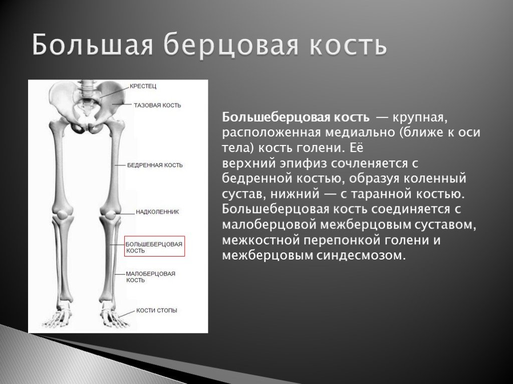 Кости голени соединения. Берцовая кость кость. Бедренная и большая берцовая кости подвижны или. Большаяберцлвая кость.
