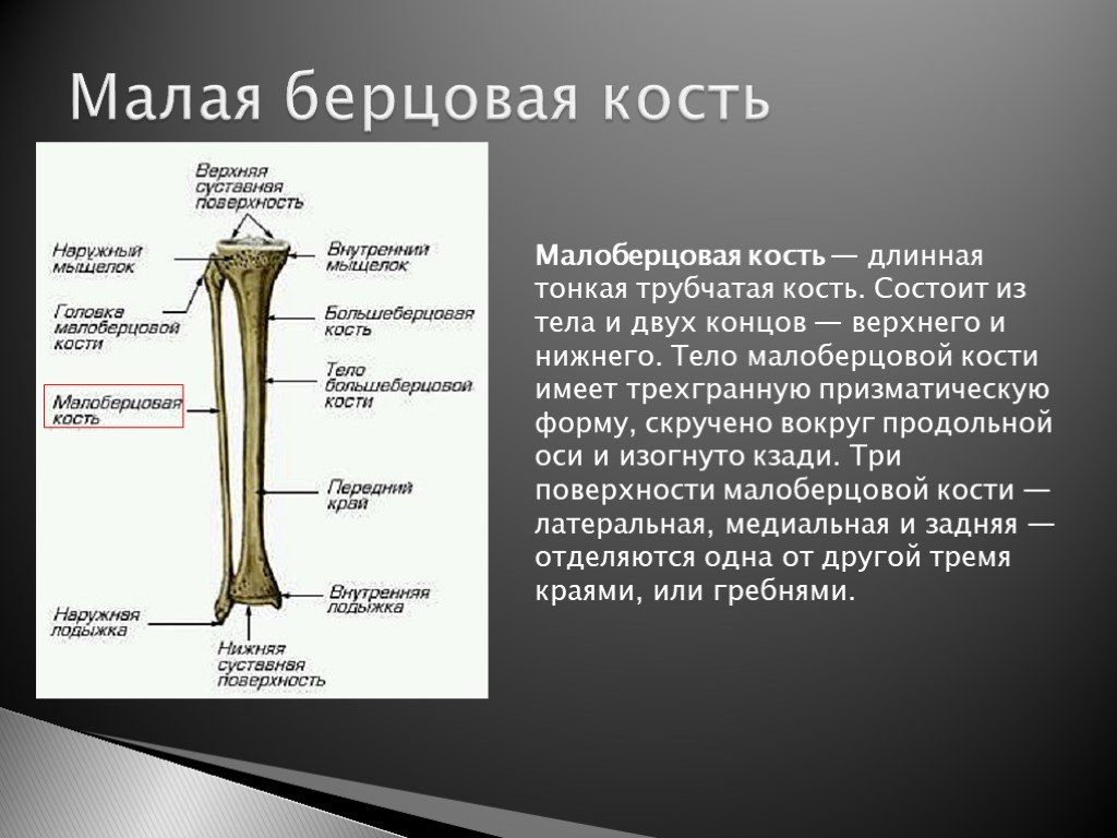 Какие функции выполняют трубчатые кости. Малая берцовая кость кость. Малая берцовая кость анатомия. Большеберцовая и малая берцовая кость. Функция малая берцовая кости.