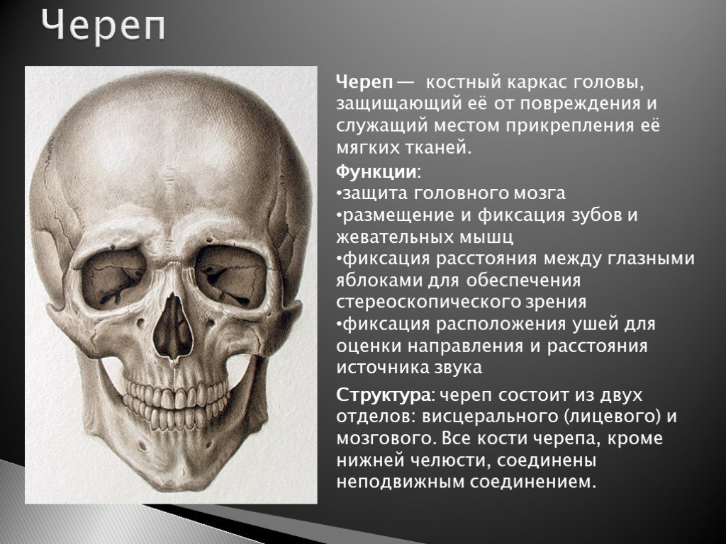 Кости черепа каждая кость. Череп это определение. Строение и функции черепа. Строение черепа человека. Функции костей лицевого отдела черепа.