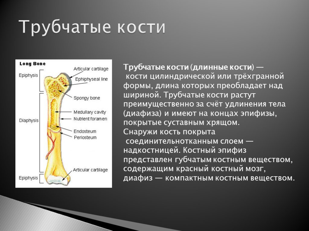 Удлиненная кость. Трубчатые кости. Строение длинных трубчатых костей. Длинная трубчатая кость.