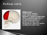 Лобная кость. Ло́бная кость — непарная кость мозгового отдела черепа; участвует в образовании переднего отдела свода черепа и передней черепной ямки его основания. Она состоит из четырёх частей: вертикально расположенной чешуи, двух горизонтальных глазничных частей и дугообразной носовой части.