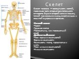 Скелет человека — совокупность костей, пассивная часть опорно-двигательного аппарата. Служит опорой мягким тканям, точкой приложения мышц, вместилищем и защитой внутренних органов. Осевой скелет Череп Грудная клетка Позвоночник, или позвоночный столб Добавочный скелет Пояс верхних конечностей Верхни