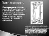 Плечевая кость. Плечевая кость – длинная кость. В ней различают тело и два эпифиза – верхний проксимальный и нижний дистальный. Тело плечевой кости, в верхнем отделе округлое, а в нижнем – трехгранное. 1-головка;2-анатомическая шейка;3-малый бугорок;4-хирургическая шейка;5 и 6-гребень малого и больш