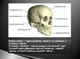 Скелет головы - череп (cranium), состоит из мозгового и лицевого черепа. В полости мозгового черепа, содержится головной мозг. Лицевой череп образован верхней челюстью, носовой костью, нижней челюстью, скуловой костью.