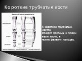 Короткие трубчатые кости. К коротким трубчатым костям относят пястные и плюсневые кости, а также фаланги пальцев.