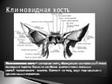 Клиновидная кость. Клиновидная кость — непарная кость, образующая центральный отдел основания черепа. Одна из наиболее анатомически сложных костей человеческого скелета. Состоит из тела, двух пар крыльев и крыловидных отростков.