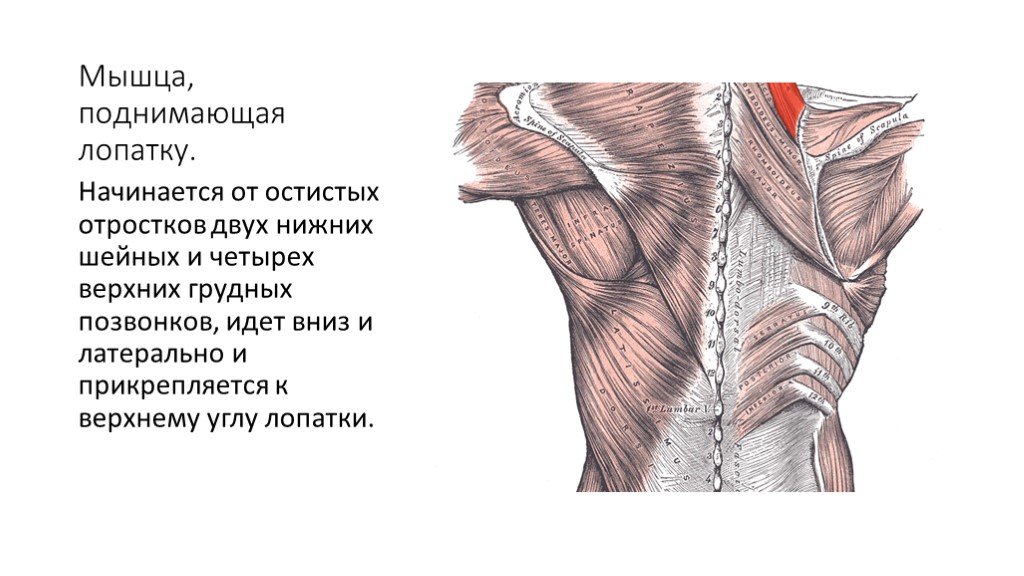 Поднимающая латынь. Мышца поднимающая лопатку иннервация. Мышца поднимающая лопатку спины анатомия. Мышцы плечевого пояса анатомия мышца поднимающая лопатку. Мышца поднима.щая лопатку.
