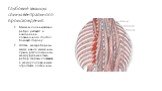 Глубокие мышцы спины вентрального происхождения. Мышцы поднимающие ребра, участвуют в наклонении позвоночного столба с боковую сторону. Остатки межреберных мышц в виде мышечных пучков, расположенных между рудиментами ребер шейных позвонков и между поперечными отростками поясничных.