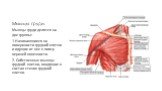 Мышцы груди. Мышцы груди делятся на две группы: 1.Начинающиеся на поверхности грудной клетки и идущие от нее к поясу верхней конечности. 2. Собственные мышцы грудной клетки, входящие в состав стенок грудной клетки.