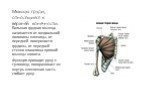 Мышцы груди, относящиеся к верхней конечности. Большая грудная мышца-начинается от медиальной половины ключицы, от передней поверхности грудины, от передней стенки влагалища прямой мышцы живота. Функция-приводит руку к туловищу, поворачивает ее внутрь ключичная часть сгибает руку.