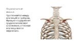 Подключичная мышца. Протягивается между ключицей и I ребром. Функция-подкрепляет грудиноключичное сочленение, оттягивая ключицу вниз и медиально.