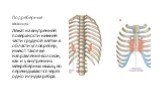 Подреберные мышцы. Лежат на внутренней поверхности нижней части грудной клетки в области углов ребер, имеют такое же направление волокон, как и у внутренних межреберных мышц, но перекидываются через одно или два ребра.