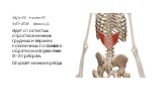 Задняя нижняя зубчатая мышца. Идет от остистых отростков нижних грудных и верхних поясничных позвонков в обратном направлении IX-XII ребрам. Опускает нижние ребра.