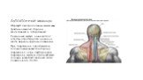 Аутохтонные мышцы. Образуют два продольных мышечных трактов на каждой стороне – медиальный и латеральный. Ременный мускул, начинается от остистых отростков пяти нижних и шести верхних грудных позвонков. При сокращении одной мышцы голова поворачивается в сторону сокращения, а при двустороннем сокраще