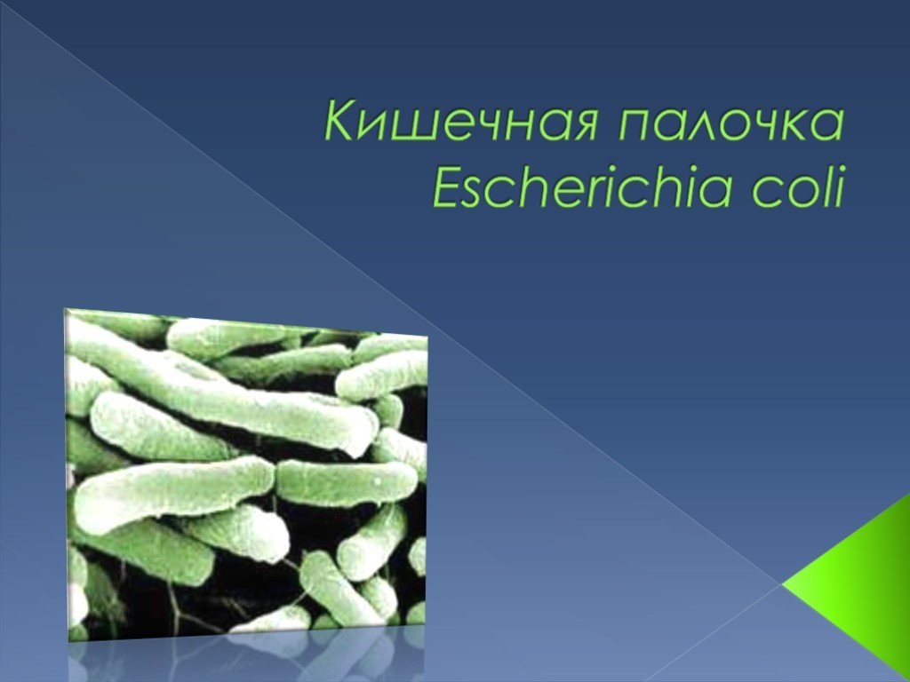 Сообщение о кишечной палочке. Кишечная палочка презентация. Кишечная палочка царство.