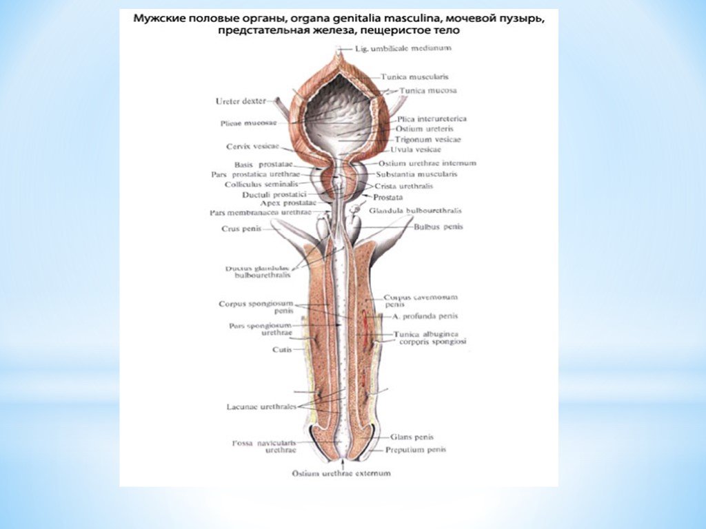 Анатомия и физиология мужской репродуктивной системы презентация