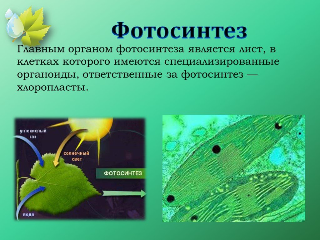 Появление фотосинтеза эра. Фотосинтез. Органоид фотосинтеза. Лист орган фотосинтеза.