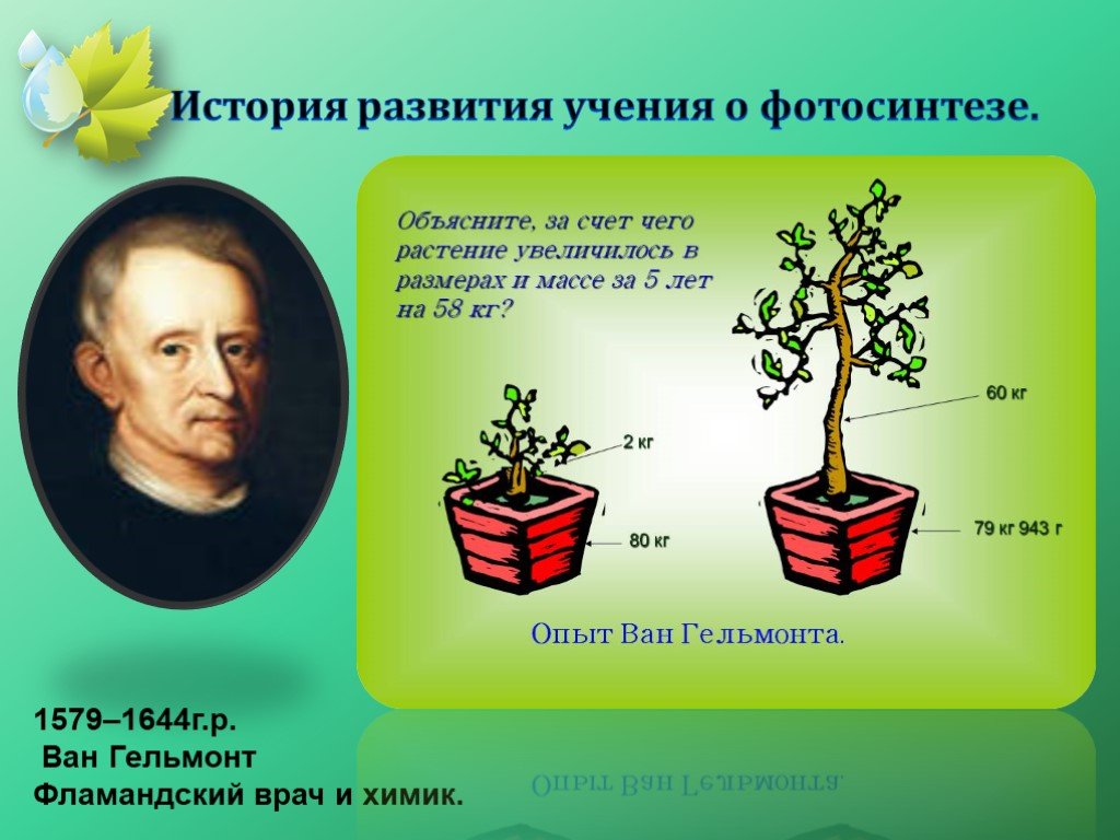 Русский ученый впервые значение хлорофилла для фотосинтеза. Ван Гельмонт фотосинтез.