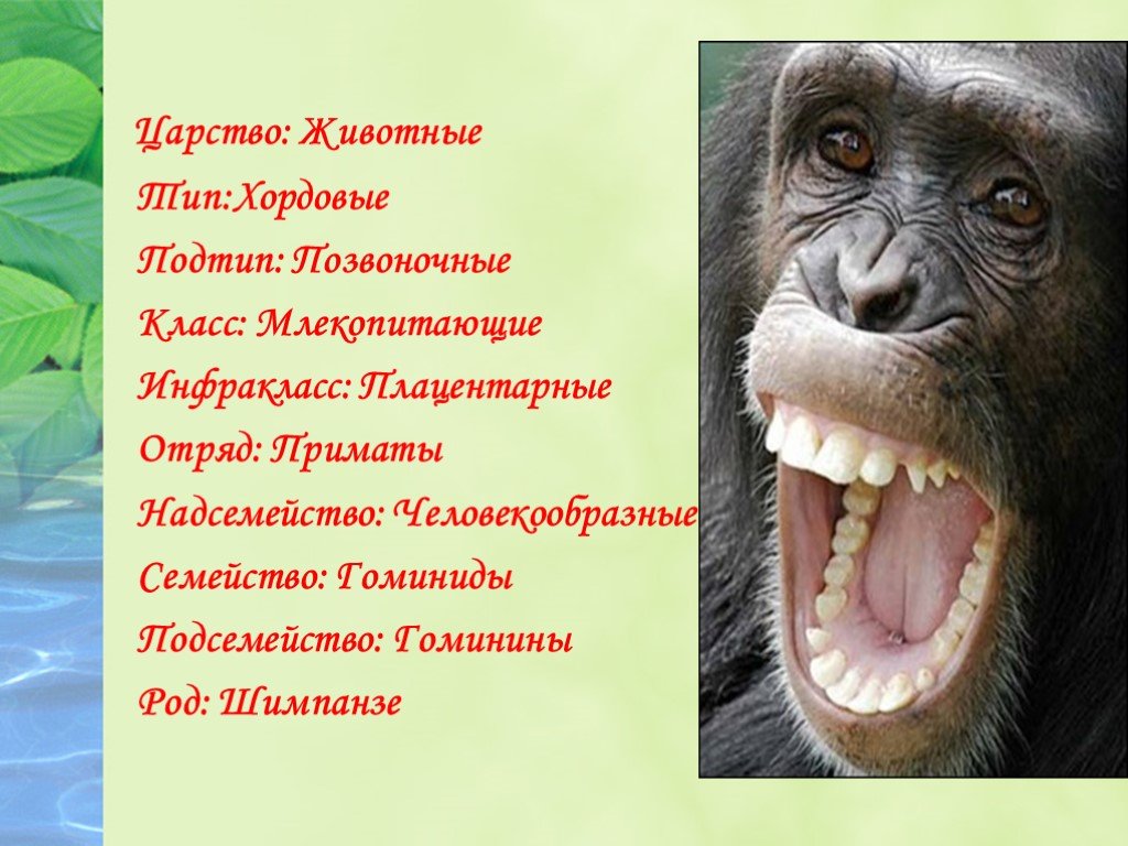 Царство тип подтип человека. Шимпанзе царство Тип класс отряд. Классификация шимпанзе. Систематика шимпанзе. Приматы в систематике животных.